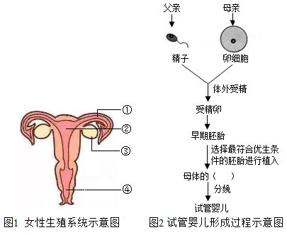 卢家妈妈